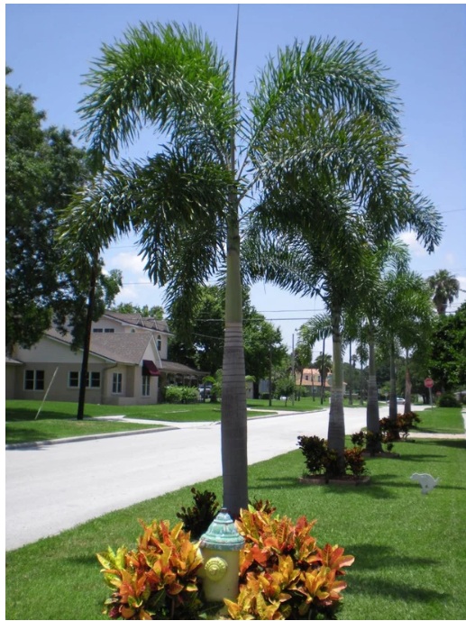 Fox Tail Palm